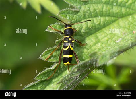 Wasp Beetle Clytus Arietis A Wasp Mimicking Longhorn Beetle Uk