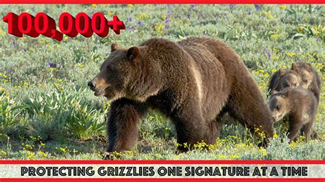 Petition · Continue Protecting Grizzly Bears Under The Endangered
