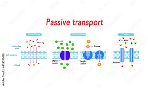 Passive Transport Simple And Facilitated Diffusion And Osmosis Stock
