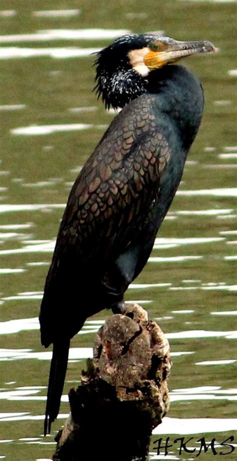 Get all the lyrics to songs by kaage and join the genius community of music scholars to learn the meaning behind the lyrics. Mysuru Birds - ಮೈಸೂರು ಹಕ್ಕಿಗಳು: 4. Great Cormorant (ನೀರು ...