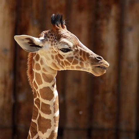 Baby Giraffes 40 Pics