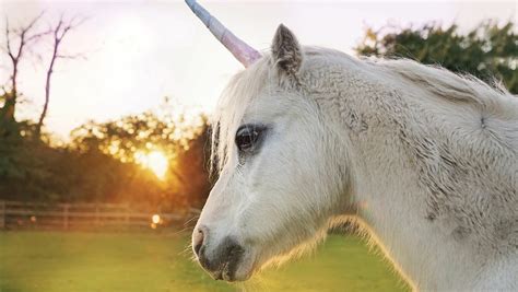 Facts About Unicorns 25 Fun Unicorns Facts To Wow You