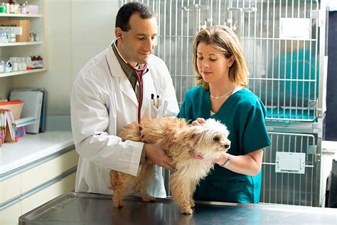 Veterinary assistants provide support to veterinaries and veterinary technicians. Veterinary Assistant Job Description : veterinary assistant/paleontologist - ppt video online ...