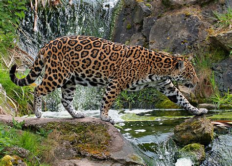Jaguar Jaguar Animal Wild Cats Big Cats