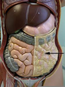 Lesser omentum greater omentum anatomy and physiology 2 mechanical and chemical duodenum jejunum ileum infectious disease. Greater Omentum Model | Free Images at Clker.com - vector ...