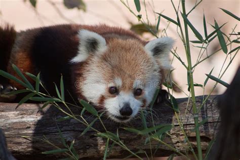 Red Panda At The Oklahoma City Zoo Stock Image Image Of Wildlife
