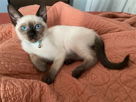 Siamese Cats For Sale Factoryville Pa 344379 Petzlover