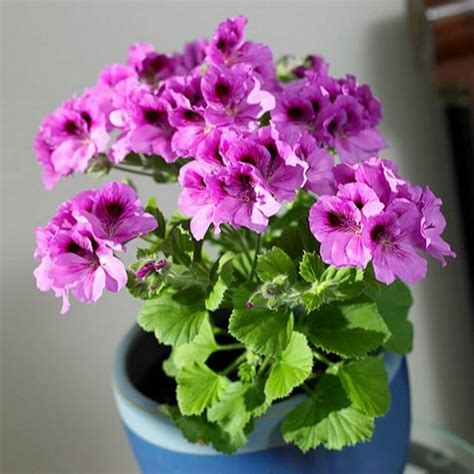 Growing and caring for raspberry plants indoors may seem difficult, but don't let the idea being indoors, it will not have the benefit of pollinator insects, such as bees and butterflies, so you will need to give it a hand. How to Grow Geranium Indoors Year Round | Balcony Garden Web