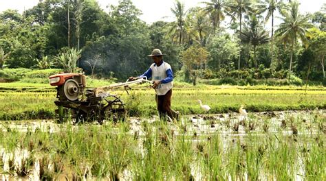 Saving Sri Lankas Paddy Farmers Groundviews