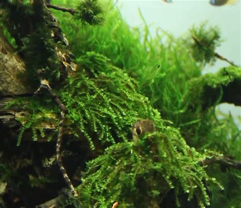 17 jenis moss aquascape untuk dijadikan karpet atau bonsai. Jenis Moss Aquascape - Aquascape Ideas