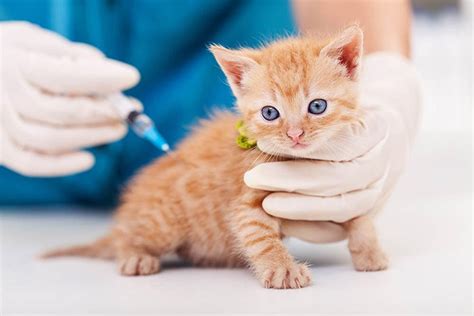 Does My Indoor Cat Need A Rabies Shot Vet Reviewed Facts And Faq Catster