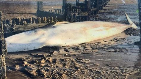 Whale Carcass Washes Up On Beach Near Hunstanton Bbc News