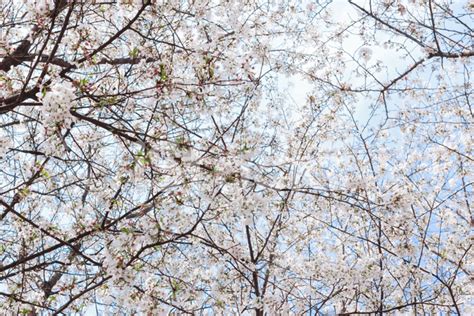 The Japanese Cherry Blossoms In Spring Stock Photos