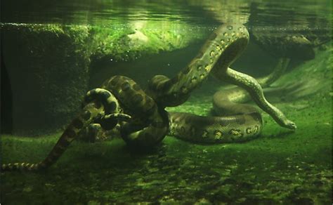 Green Anaconda Snake In Water
