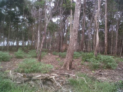 Mereka hidup menumpang dan menyerap saripati. Makalah Bilologi: SISTEM REPRODUKSI VEGETATIF TUMBUHAN DAN ...