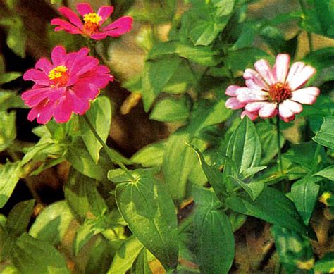 Ada banyak sekali cara yang. Mutiara Kata Cinta | Koleksi Kata-Kata Cinta: Mutiara Kata Cinta