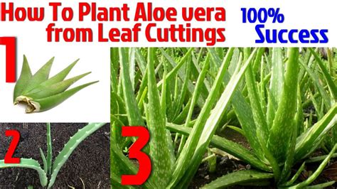 How To Plant Aloe Vera From Leaf Cuttings Aloe Vera Plant Propagating