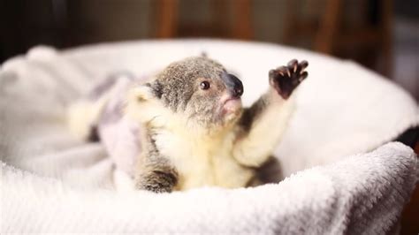 Baby Koala Poses For Glamorous Photoshoot For 1st Birthday Aol Features