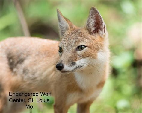 Endangered Wolf Center On Instagram Havoc Our Male Swift Fox Is