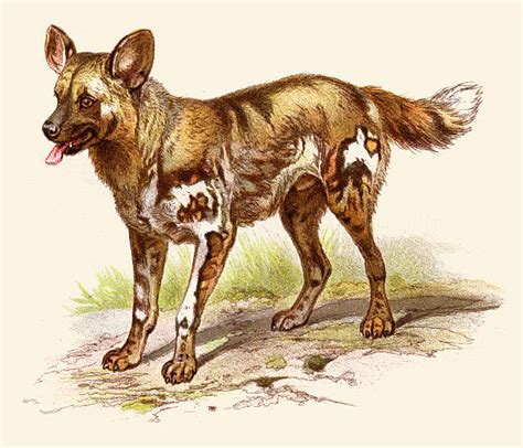 African Wild Dog Illustrations Royalty Free Vector Graphics And Clip Art