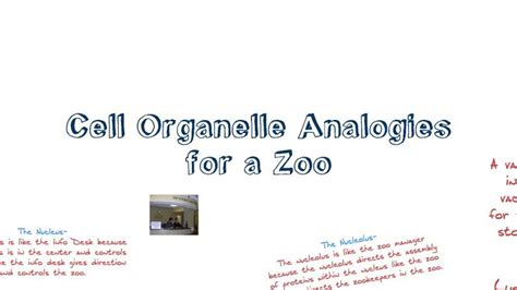 Plant cells also vary a lot in size, just like schools. Cell Organelle Analogies for a zoo | Cell analogy, Analogy ...