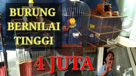 Jemuran lipat aluminium kecil 100 % original. Burung Kecil Harga Selangit#siEzha vlog# - YouTube