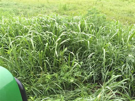 Does 2 4 D Kill Johnson Grass - does 2 4 d kill johnson grass
