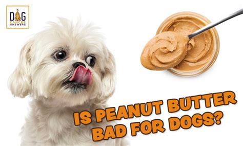 Is Peanut Butter Okay For Dogs