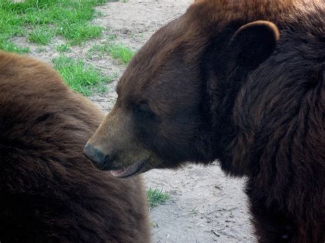 Free Images Wildlife Zoo Mane Fauna Brown Bear Vertebrate