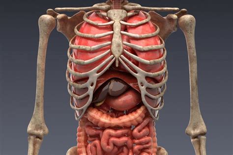 Animated Internal Organs Skeleton Schizzi Polmoni Scheletro