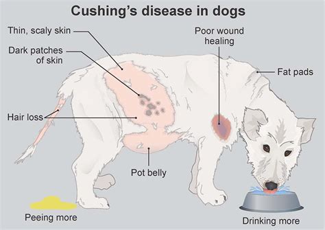 Cushings Disease In Dogs Pdsa