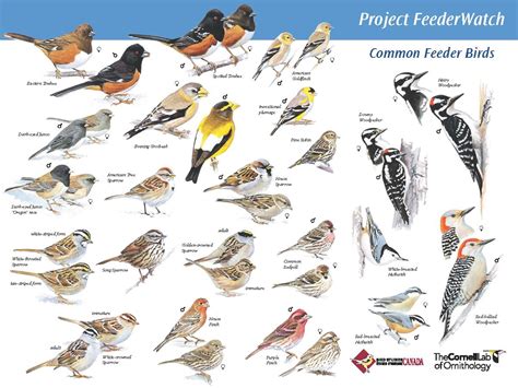 Project Feederwatch Teaching The Hudson Valley
