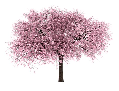 Cherry Cherrytree Blossom Cherryblossom Sticker By Broomo2