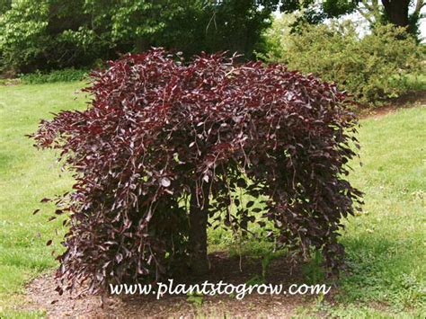 Weeping Purple Beech Fagus Sylvatica Purpurea Pendula Plants To