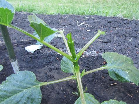Evergreens seem to be more susceptible to rabbit damage in some areas than in others. Four Hills of Squash: Rabbit Damage