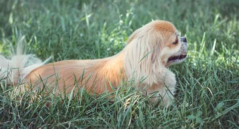 Chiens De Race Mixte Pékinois Lequel Est Votre Préféré Flonchi