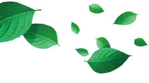 Green Leaf Vector Tea Png Download 26531500 Free Transparent