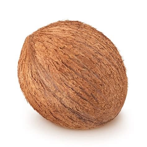 Single Coconut Isolated On A White Background Stock Photo Image Of