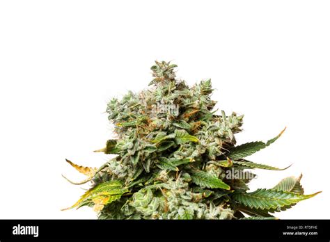 Popular Cannabis Strain Known As Gorilla Glue Number Four Isolated On A