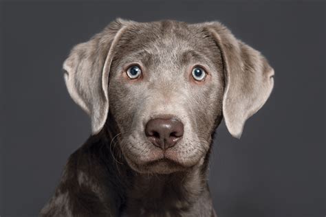 Saddle butte retrievers of oregon. Labrador Retriever Club Breeders Directory