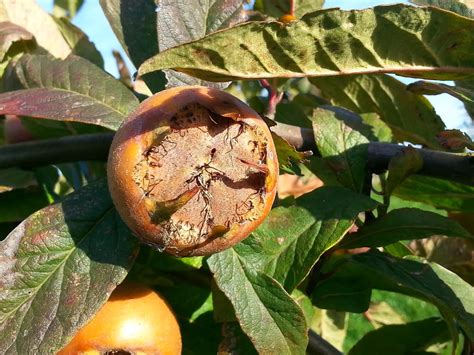 The fruit has been cultivated since roman times, and is unusual in being available in winter, and in being eaten when bletted. Tales from Swallow Farm: Medlar Magic