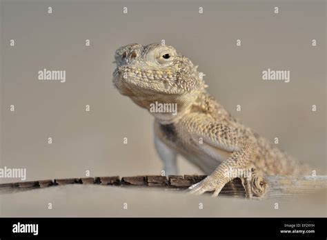 Lichtensteins Toadhead Agama Hi Res Stock Photography And Images Alamy
