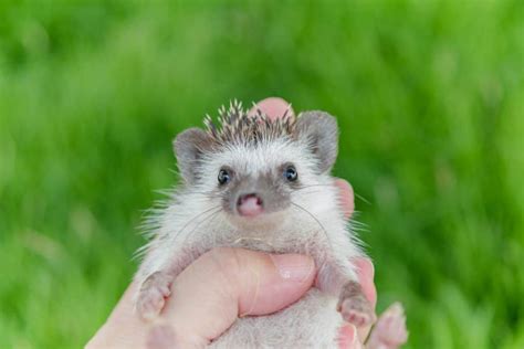 Hedgehog As A Pet Pros And Cons Heavenly Hedgies