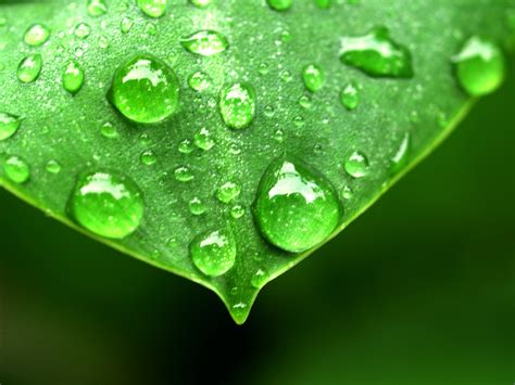 무료 이미지 자연 잔디 작은 물방울 하락 액체 성장 목초지 아침 비 꽃잎 빗방울 젖은 외딴 여름