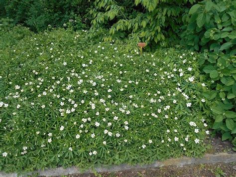 22 Popular Fast Growing Ground Cover Plants