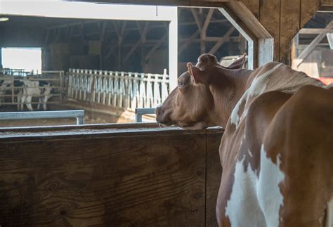 Animal Welfare Perception And Reality Cornell Small Farms