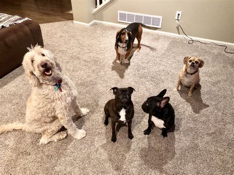 Boarding a dog for the first time (insights from an expert) | Natural Dog Owner