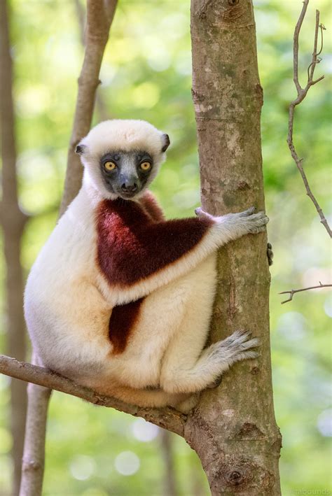 Duke Lemur Center Sept 2018 Tba9194 Lemurs From Duke Lemu Flickr