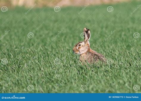 European Brown Hare Lepus Europaeus Is Sitting In The Wheat Stock Image