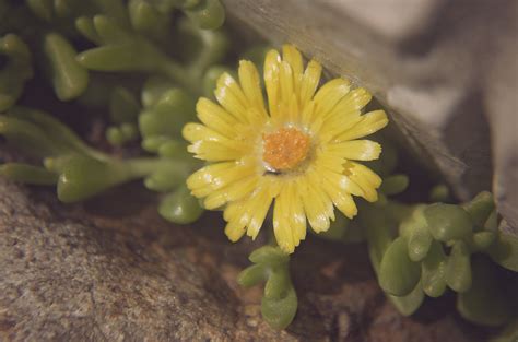 Yellow Ice Plant April 23 2016 113366 Delosperma Nubigen